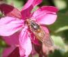 317550 – Photo : Catherine Reymonet-Smitten – France (23)